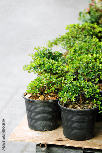 small japanese bonsai in plastic pot