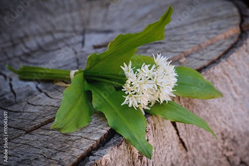 Wild garlic on old wood background.  Healthy wild garlic.  photo