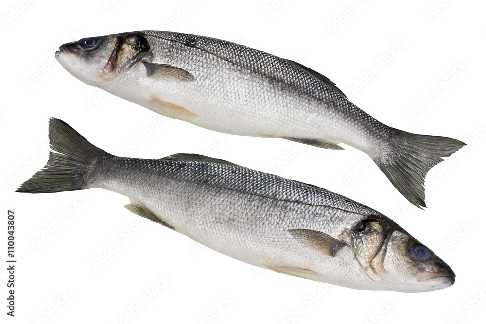 The fresh not cleared Seabass fish The fresh not cleared Seabass fish