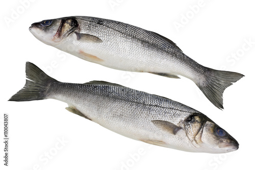 The fresh not cleared Seabass fish