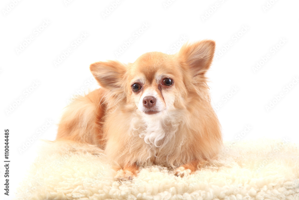 chihuahua is resting chihuahua is resting