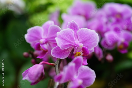 Fototapeta Naklejka Na Ścianę i Meble -  デンファレ　デンドロビウム　シンビジウム　蘭