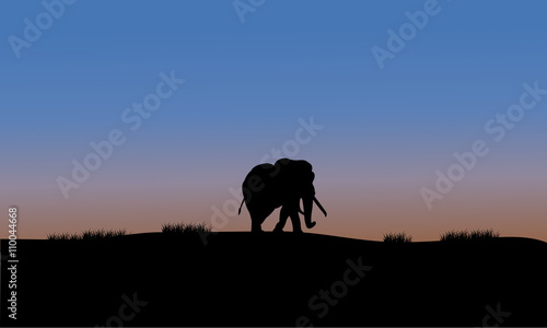 Single elephant silhouette