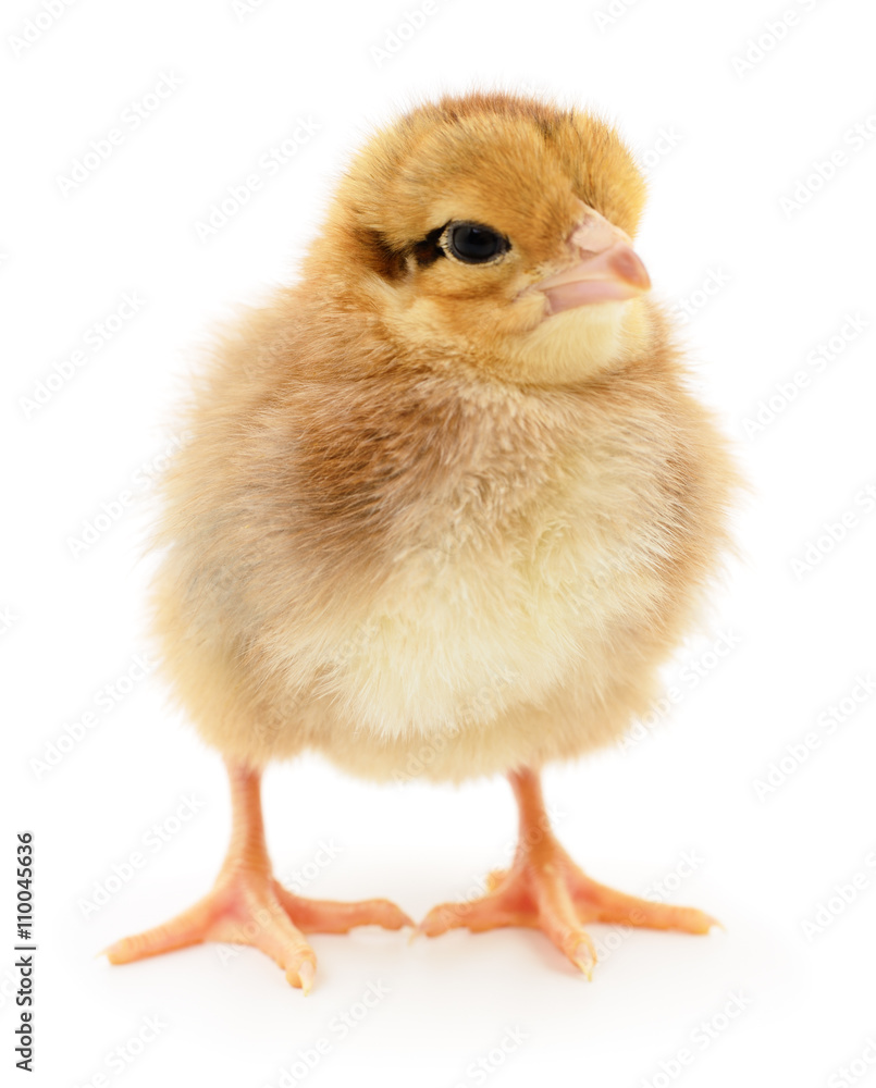 Fototapeta premium Small yellow chicken.