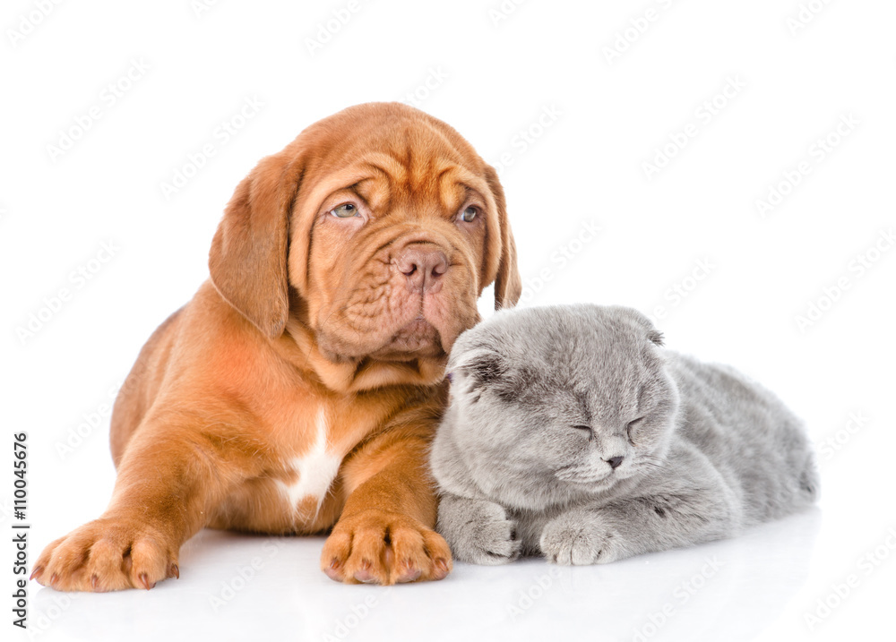 Bordeaux puppy lying with scottish cat. isolated on white backgr