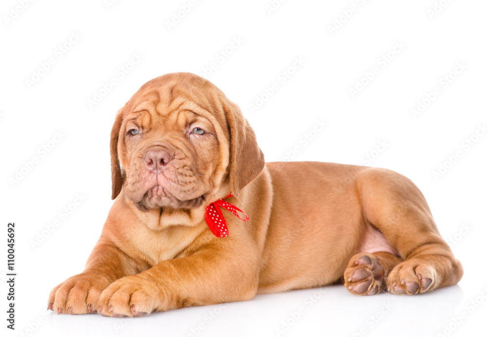 Portrait of lying Bordeaux puppy dog. isolated on white backgro Portrait of lying Bordeaux puppy dog. isolated on white backgro