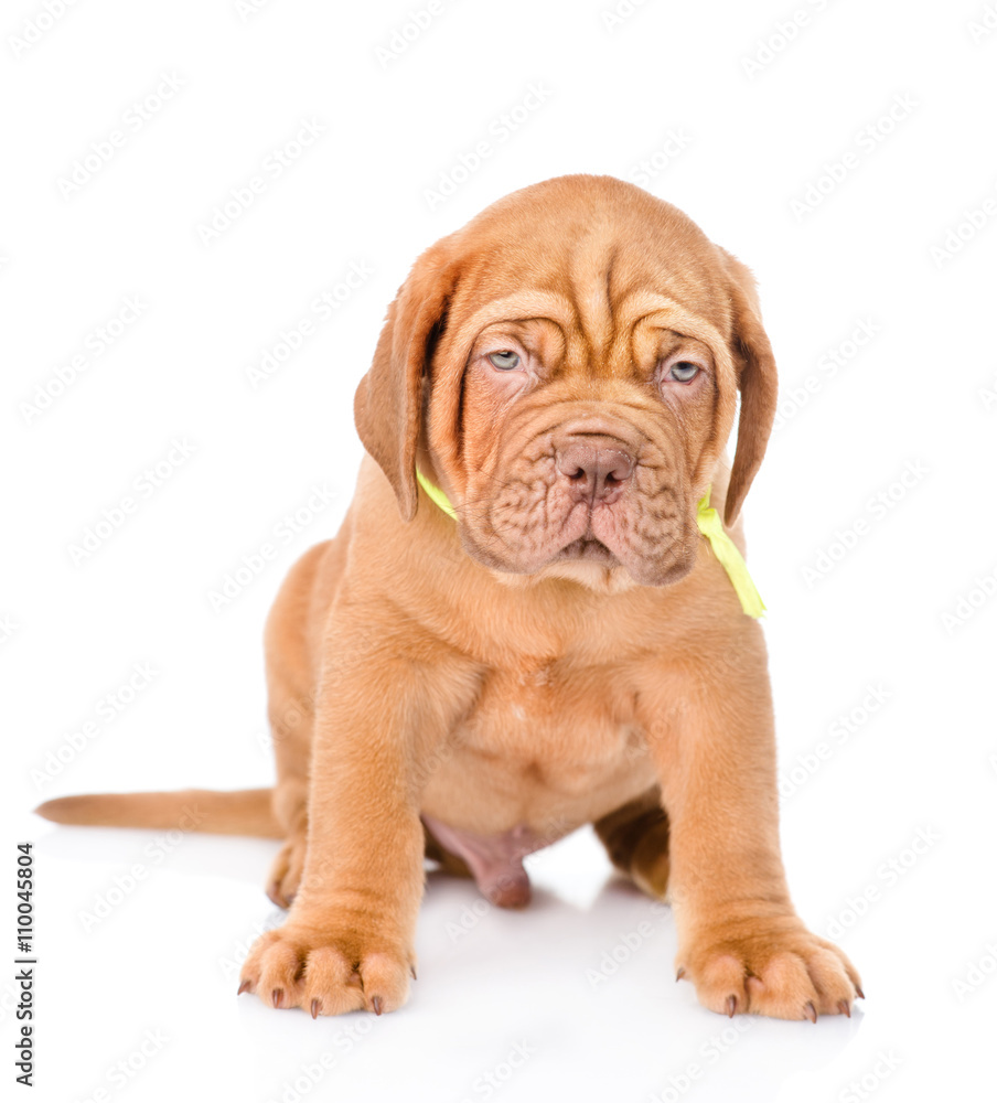 Portrait Bordeaux puppy dog in fron. isolated on white backgroun