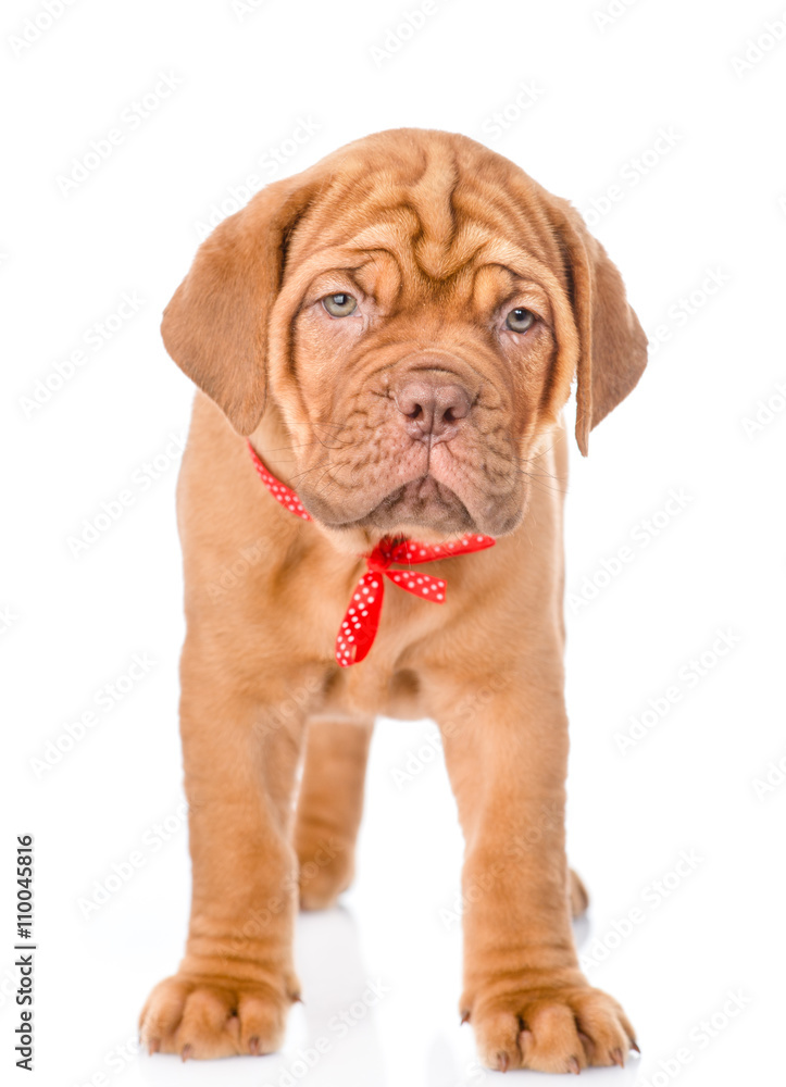 Portrait Bordeaux puppy dog standing in front view. isolated on