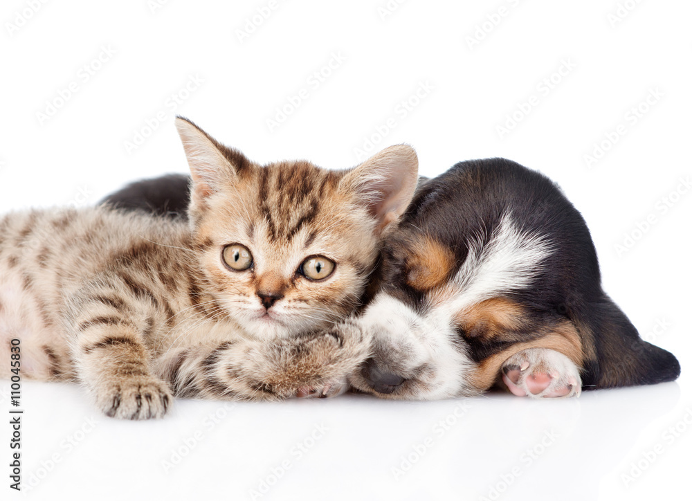 Funny kitten lying with sleeping basset hound puppy. isolated on Funny kitten lying with sleeping basset hound puppy. isolated on