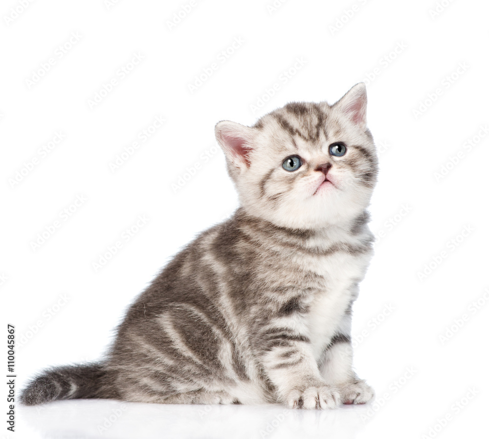 Tabby kitten looking up. isolated on white background