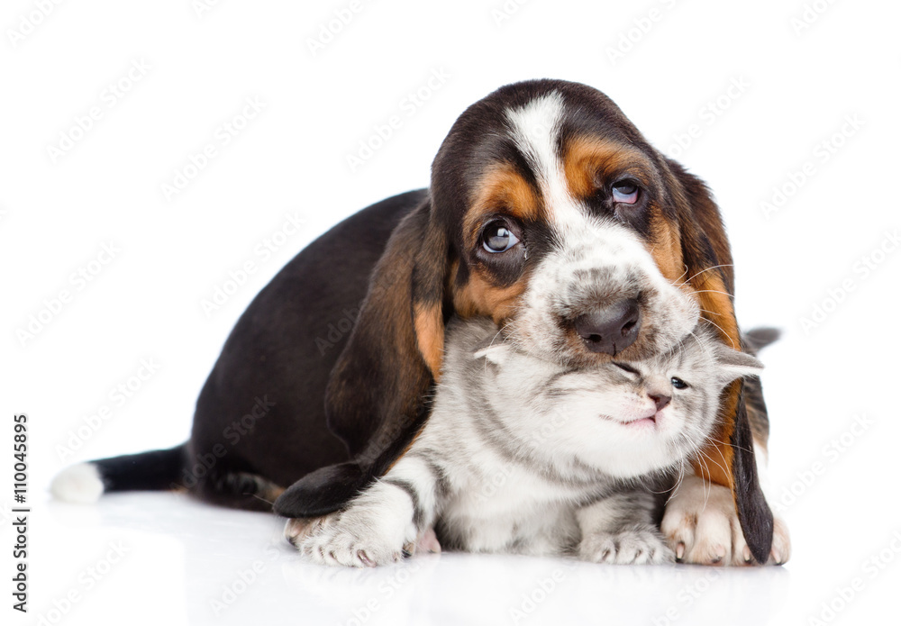 basset hound puppy biting tiny kitten. isolated on white backgro