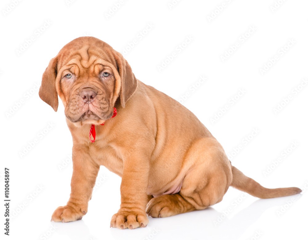Portrait of a Bordeaux puppy dog. isolated on white background