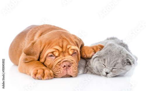 Bordeaux puppy sleep with scottish cat. isolated on white backgr