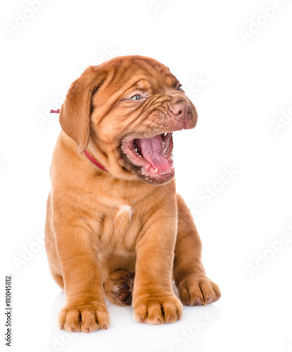 Yawning  Bordeaux puppy. isolated on white background