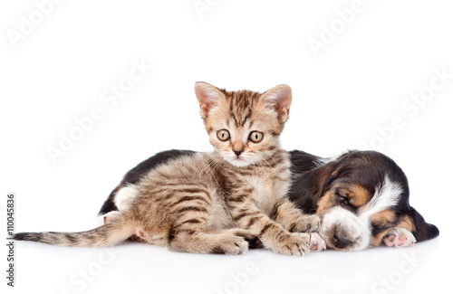 Fototapeta Naklejka Na Ścianę i Meble -  Tabby kitten and sleeping basset hound puppy lying together. iso