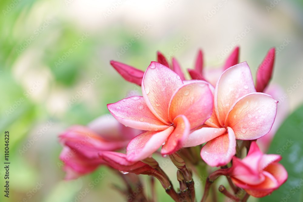 Frangipani flower 