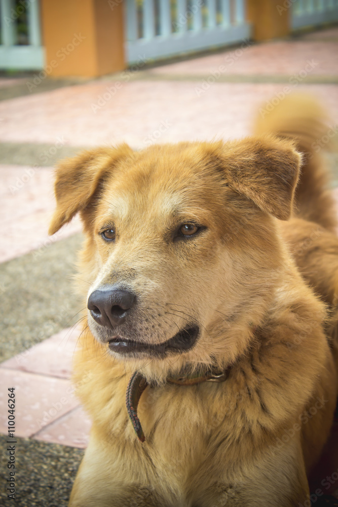 Brown Dog Brown Dog