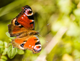 European Peacock butterfly (Inachis io) on a flower in garden.