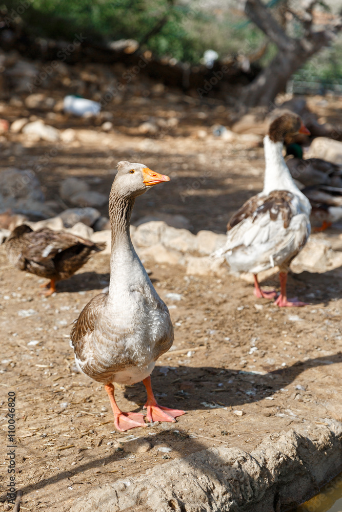 Big gray goose in a flock Big gray goose in a flock
