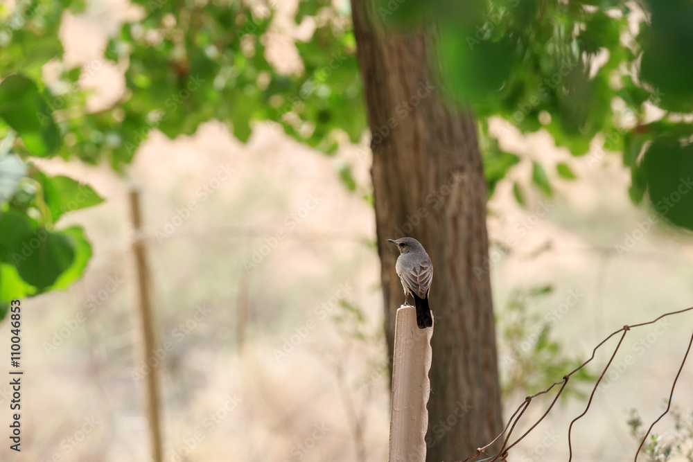 Small gray bird on tree background