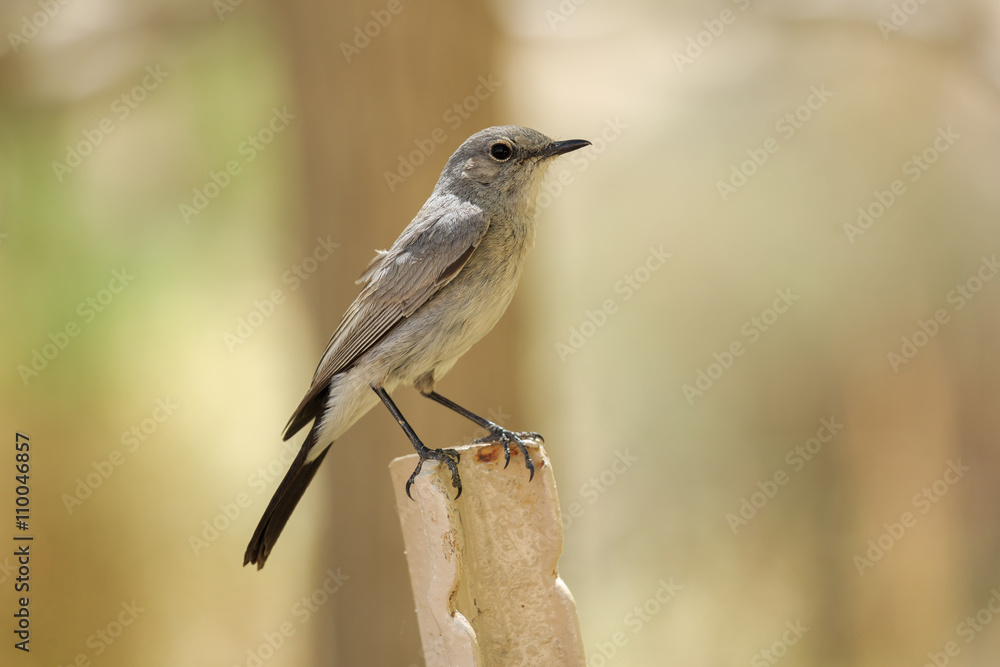 Small gray bird Small gray bird