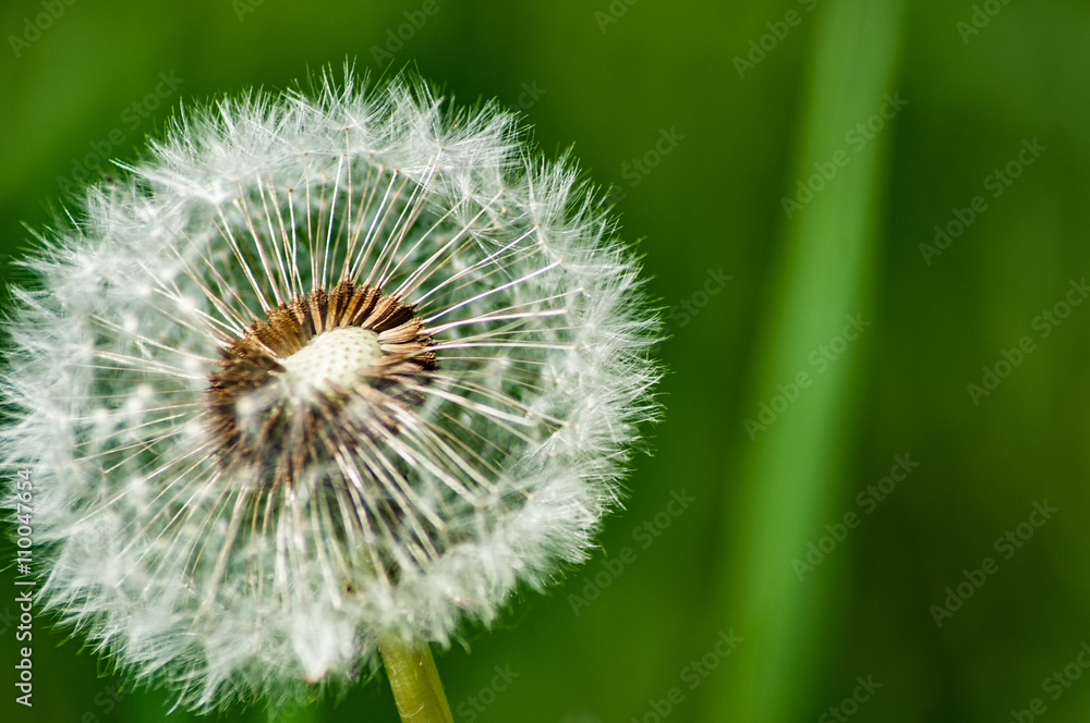 Obraz premium Dmuchawiec