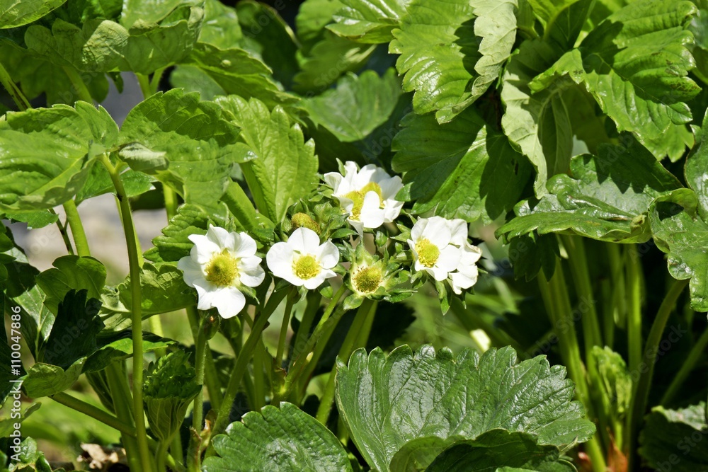 Blühende Erdbeerpflanze Stock Photo Adobe Stock