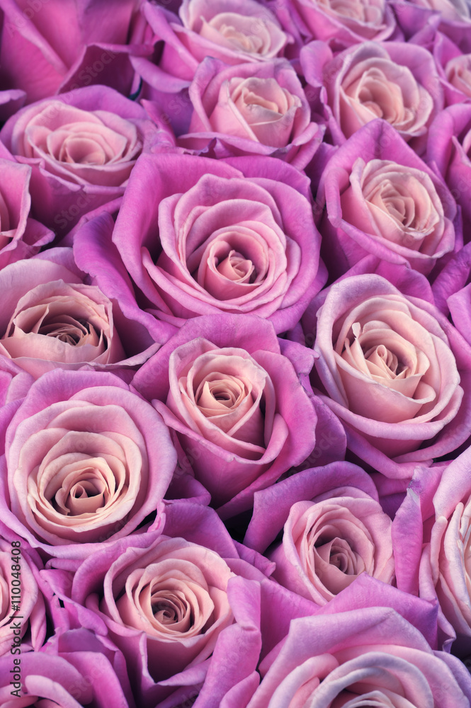 Rose flowers background Rose flowers background