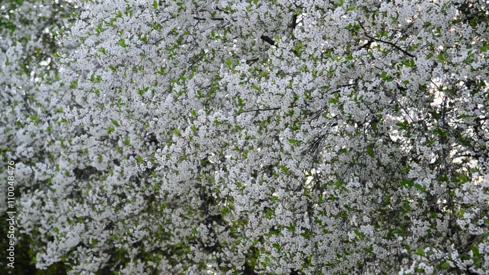 Cherry Orchard abundantly blooming in spring