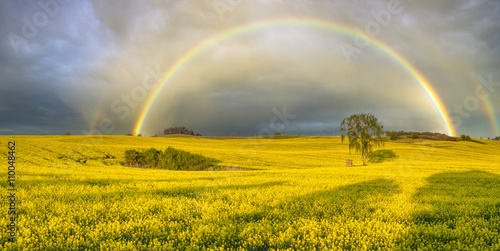 Rainbow over a field of blooming oilseed after the evening rainstorm 