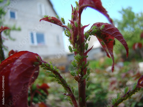 aphids photo