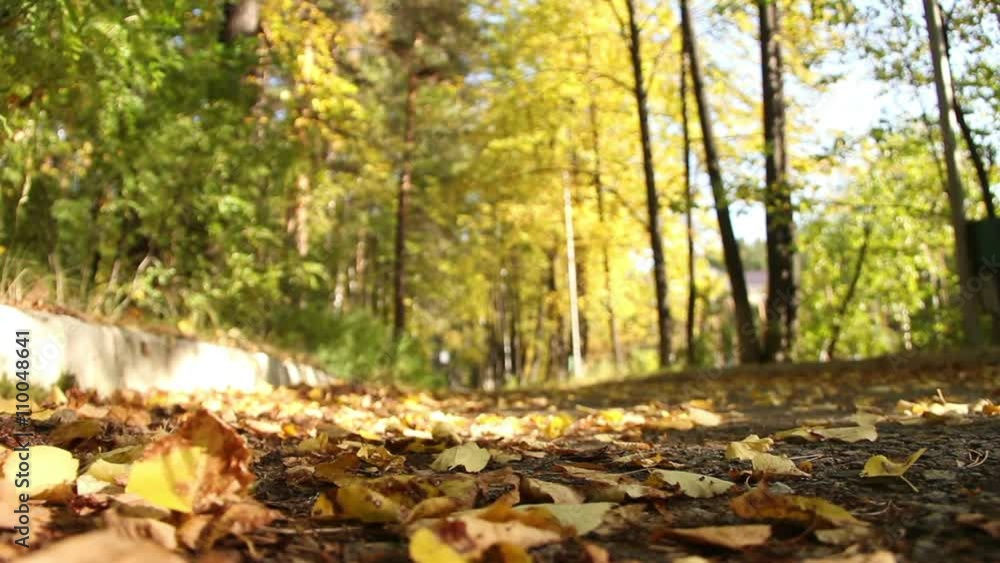 Autumn path with falling leaves Autumn path with falling leaves