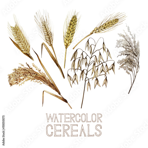 Collection of watercolor cereals