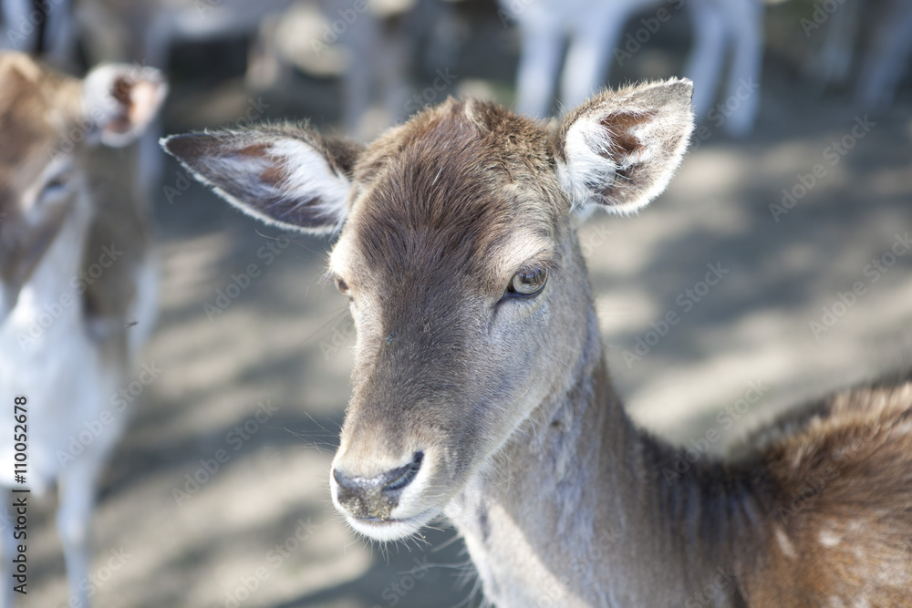 Fototapeta premium Ein einzelnes Reh in einer großen Herde