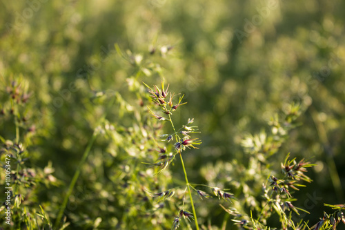 Field a blade of grass. Closeup. © Olha Kozachenko