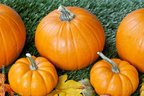 cropped view of halloween pumpkins.