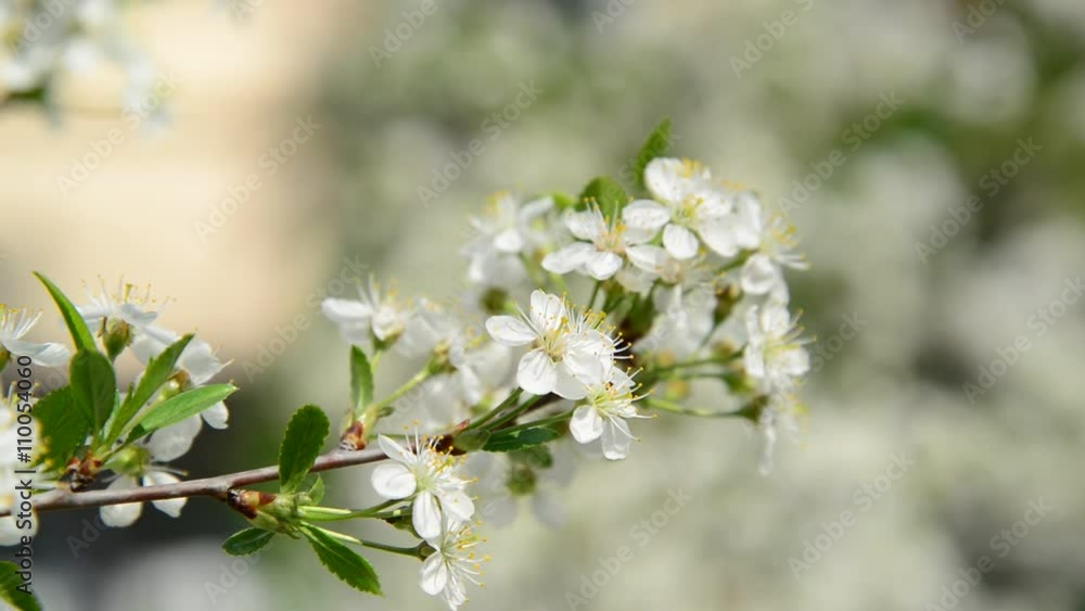 Cherry branch in abundant flowering, macro Cherry branch in abundant flowering, macro