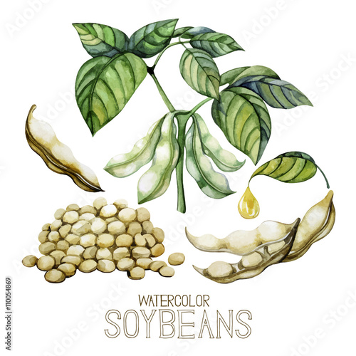 Set of watercolor soy plants