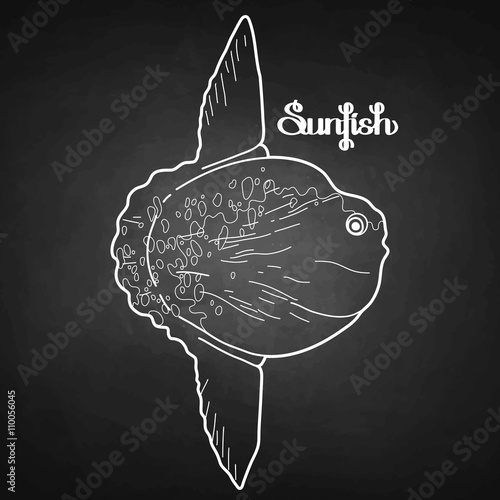 Graphic vector sunfish