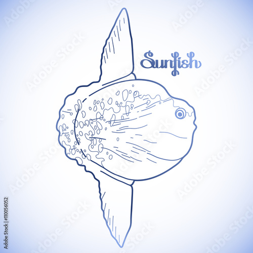 Graphic vector sunfish
