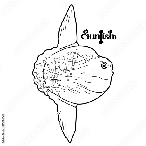 Graphic vector sunfish