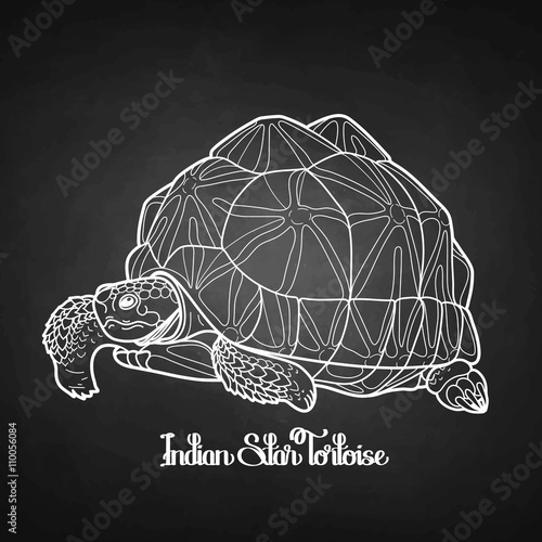 Indian star tortoise