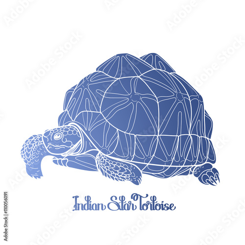 Indian star tortoise