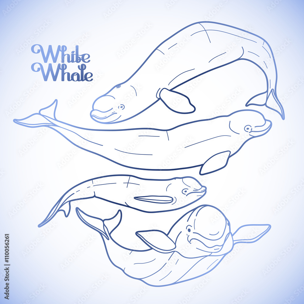 Fototapeta premium Graphic beluga whale collection