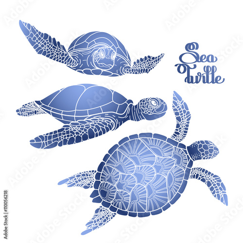 Hawksbill sea turtle collection