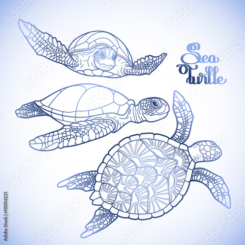 Hawksbill sea turtle collection
