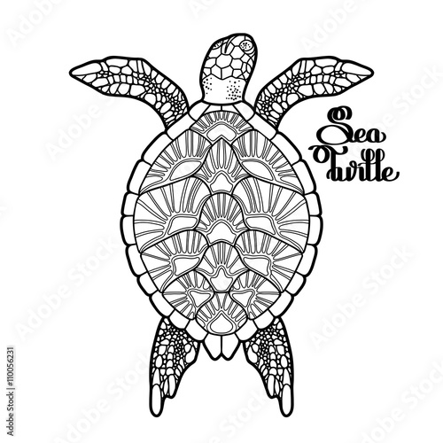 Hawksbill sea turtle 