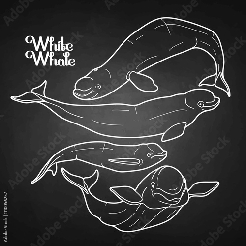 Graphic beluga whale collection