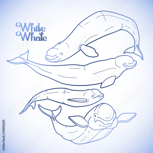 Graphic beluga whale collection