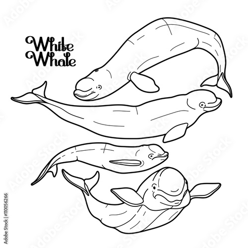 Graphic beluga whale collection